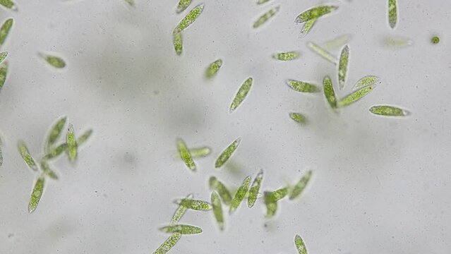 Euglena is a genus of single cell flagellate eukaryotes under microscopic view for study.