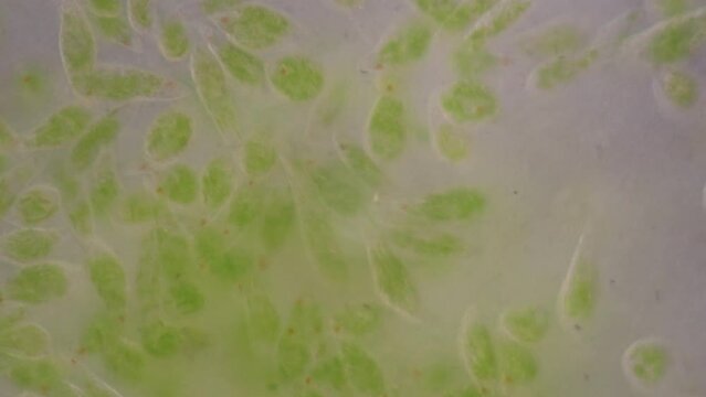 Euglena is a genus of single cell flagellate eukaryotes under microscopic view for study.