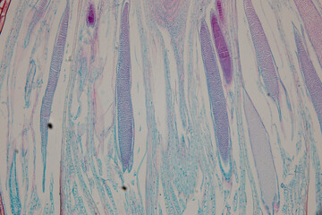 Reproductive cells of Flowering Plants under microscopic.