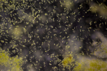 Obraz na płótnie Canvas Euglena is a genus of single cell flagellate eukaryotes under microscopic view for study.