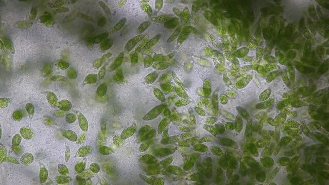 Euglena is a genus of single cell flagellate eukaryotes under microscopic view for study.