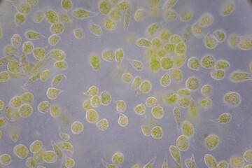 Euglena is a genus of single cell flagellate eukaryotes under microscopic view for study.