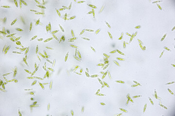 Euglena is a genus of single cell flagellate eukaryotes under microscopic view for study.