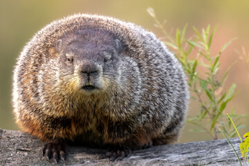 Drowsy Groundhog Morning.  This sleepy Woodchuck (Marmota monax) was pulled out of bed too early to search for its shadow. Captured in controlled conditions