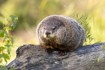 Ball of Fluff known as Woodchuck (Marmota monax).   A pensive groundhog takes a moment to ponder on its tree trunk. Large rodents and marmots often sit to think. Captured in controlled conditions