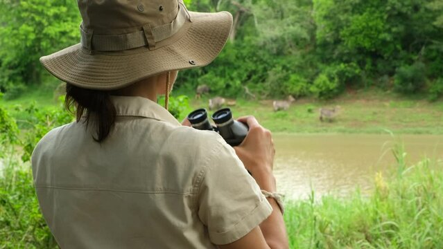 a woman in a safari hat looking through binoculars of antelopes drinking water in the jungle. africa traveler enjoys vacation among savannah and wild animals