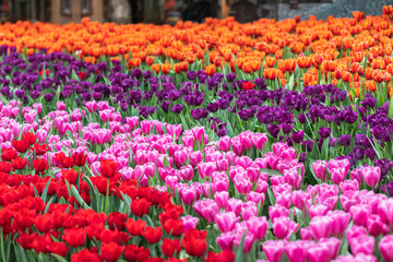 Field of colorful tulips in bloom at spring time