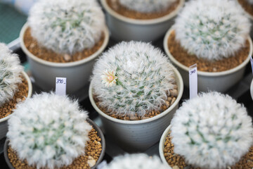 Fototapeta na wymiar Close up of cactus succulent plants