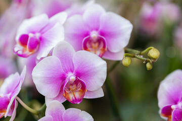 Beautiful orchid flower blooming at rainy season. Phalaenopsis Orchid.