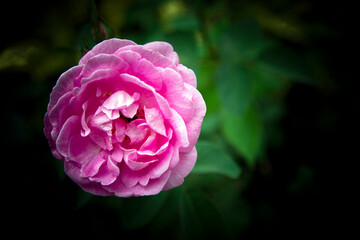 Beautiful pink rose flower in the garden. Selective focus.