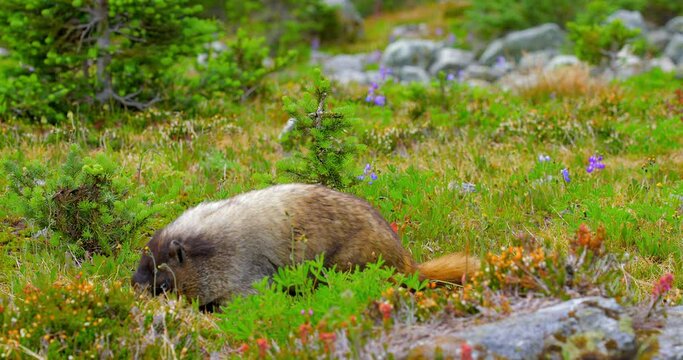 Establishing shot of marmot in slow motion at summer day in Vancouver, Canada, North America. Day time on September 2022. Still camera. ProRes 422 HQ.