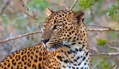 Fototapeta na wymiar Sri Lankan leopard Panthera pardus kotiya