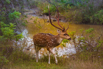 Male Sambar Deer in Yala Sri Lanka.