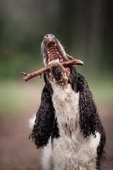 the wet dog on nature. Springer Spaniel plays in nature. Fog, morning.