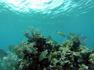 School of french grunts on the reef, off the coast of Utila, in the Bay Islands, Honduras