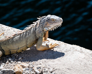 Photo of a wild green iguana on a bridge in Marathon Key, Florida.