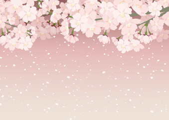 Obraz na płótnie Canvas 桜のイラストフレーム