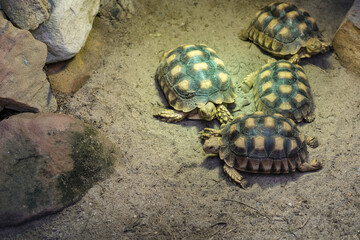 A group of spurred turtles on the sand inside the zoo.
