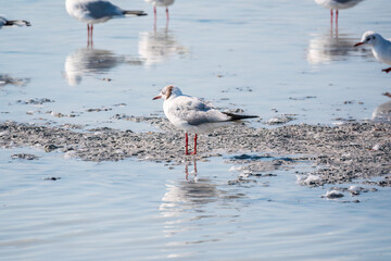 Flock of Seagulls, The European herring gull, swims on the calm lake shore