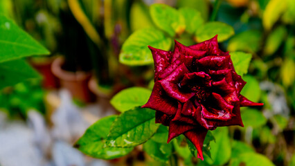 beautiful and stunning rose flowers as background