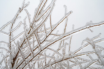 Branches covered with a crust of ice after icy rain. Natural disaster.