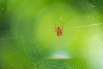 Spider on a spider web with a green background