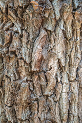 Texture of the bark of old maple tree