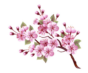 Pink sakura blossom branch