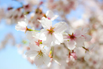 春の花