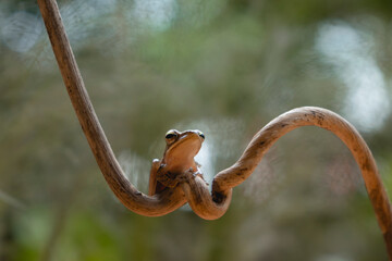 frog on a branch with smooth background