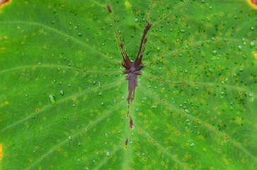 Colocasia leaf texture
