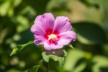 Pink flowers of Hibiscus moscheutos plant close-up. Hibiscus moscheutos, swamp hibiscus,