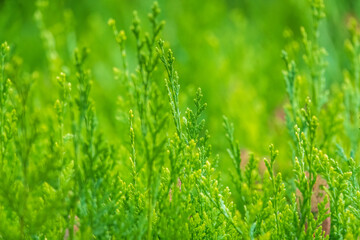 Green branches and young leaves of a thuja tree.