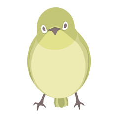 Vector illustration of a warbling white-eye bird isolated on background.