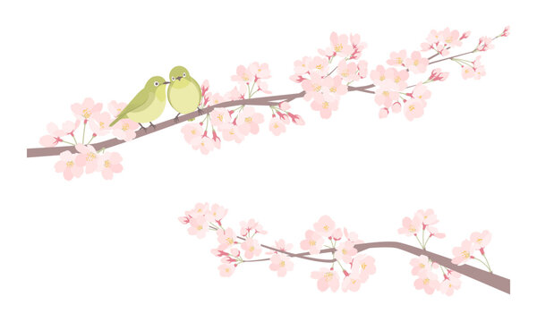 ペアのメジロと春の桜のイラスト