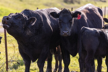 Male Black Angus Bull