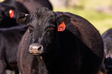 Pregnant Female Cow