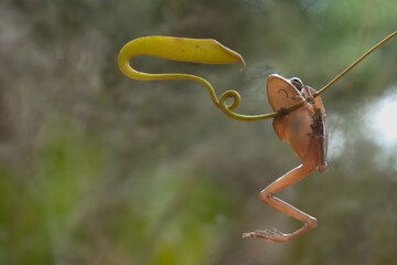 frog on a branch with smooth background