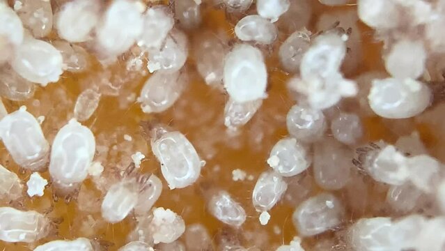 Colony of Tiny Cheese Mites (Acari) on French Aged Cheese - Macro