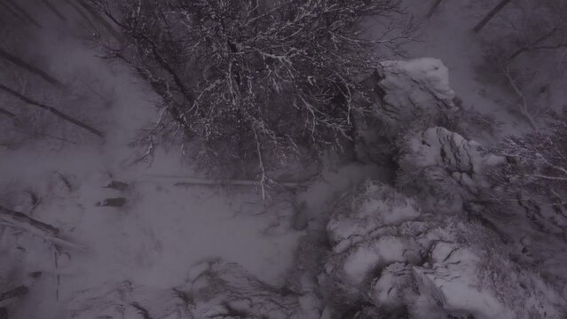 Dark fogy forest covered with snow