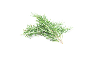 Rosemary sprig isolated on white background. Aromatic evergreen shrub