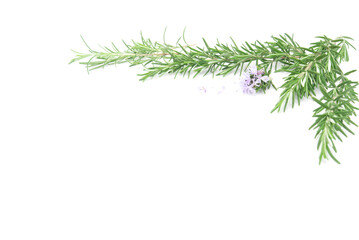 Rosemary sprig flowering isolated on white background. Aromatic evergreen shrub