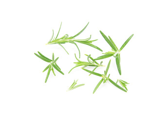 Rosemary sprig flowering isolated on white background. Aromatic evergreen shrub