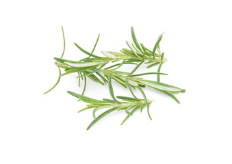 Rosemary sprig flowering isolated on white background. Aromatic evergreen shrub
