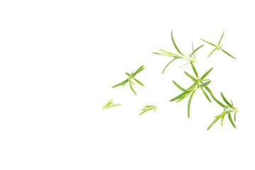 Selective focus rosemary sprig flowering isolated on white background. Aromatic evergreen shrub