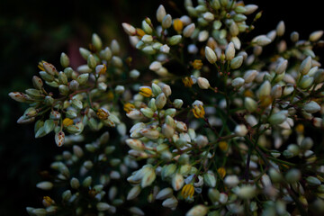 white flower buds