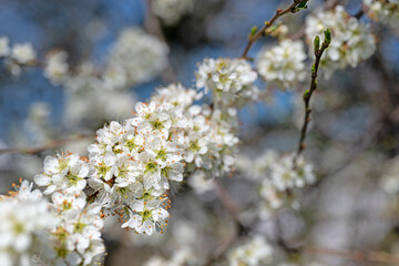 Blühener Schlehdorn, Prunus spinosa, im Frühling