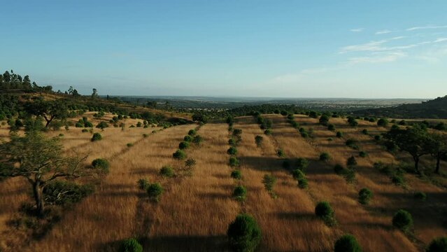 Olive Trees Plantation in Portugal 4K 01