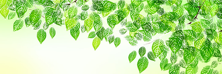 新緑　葉　風景　背景