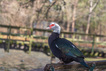 Muscovy Duck, Cairina moschata, at Hermann Park in Houston, Texas.